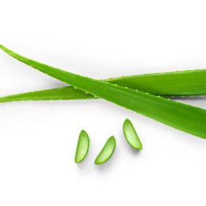 Top view of  fresh sliced Aloe Vera leaf isolated on white background