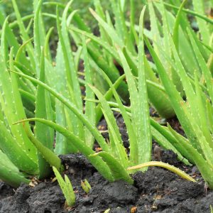 aloe vera