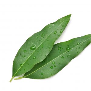 Eucalyptus leaves with water droplets isolated on white background with clipping path.