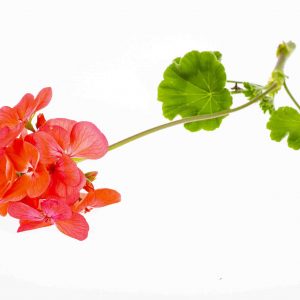 Bright garden flower of red shade isolated on white background. Studio Photo.