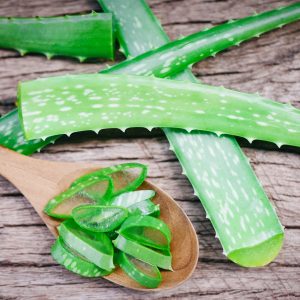 close up of fresh aloe vera leaf with gel natural herbs and herbal medicines / aloe vera plant slice on rustic wood background